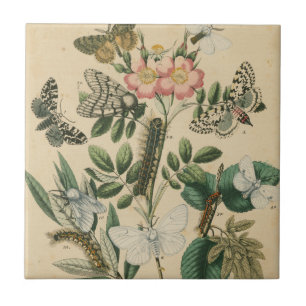 Azulejo De Cerâmica Palcos da vida da borboleta pelo Vision Studio