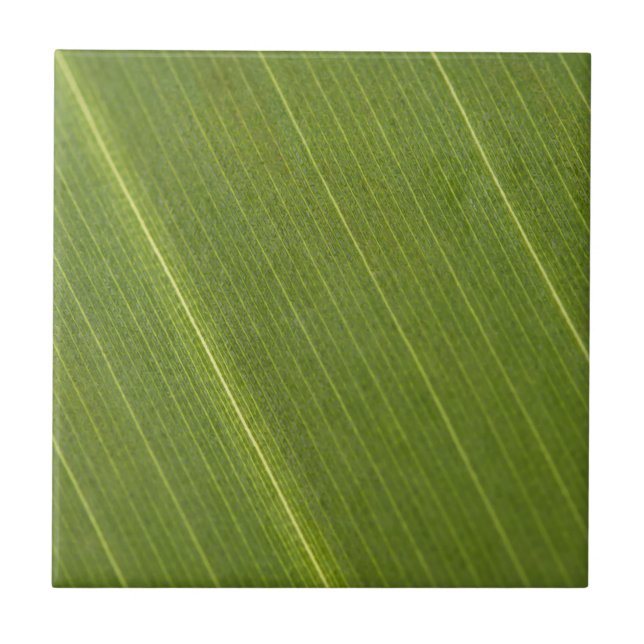 Azulejo De Cerâmica Palm Tree Leaf (Frente)