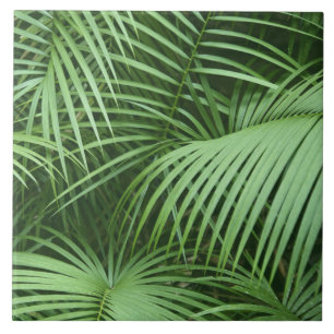 Azulejo De Cerâmica Palma Verde Deixa O Pensamento Botânico Natural