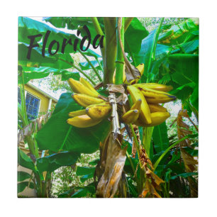 Azulejo De Cerâmica Palmeira tropical St Augustine Florida da banana
