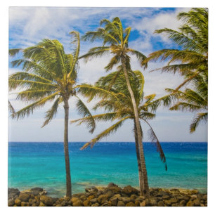 Azulejo De Cerâmica Palmeiras de coco (Cocos nucifera)