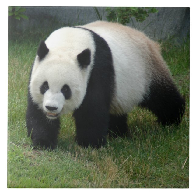 Azulejo De Cerâmica panda114 (Frente)