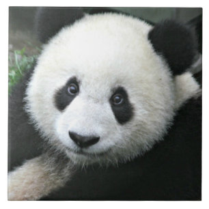Azulejo De Cerâmica Panda Gigante Descansando em Prado Verde