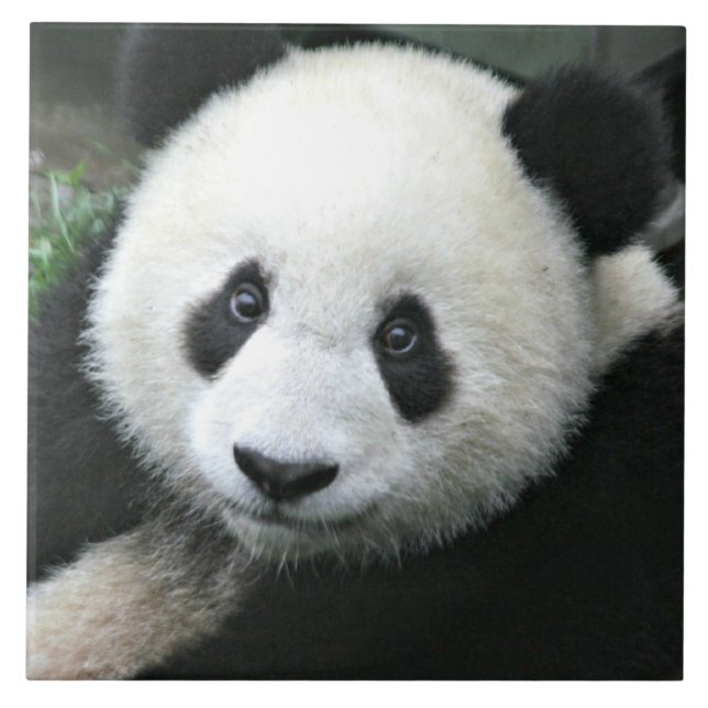Azulejo De Cerâmica Panda Gigante Descansando em Prado Verde (Frente)