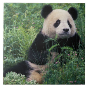 Azulejo De Cerâmica Panda gigante na grama, Wolong Valley, Sichuan