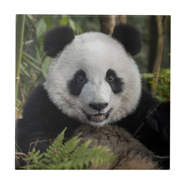 Azulejo De Cerâmica Panda jovem feliz, China (Frente)