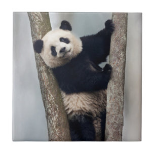 Azulejo De Cerâmica Panda jovem subindo em uma árvore, China