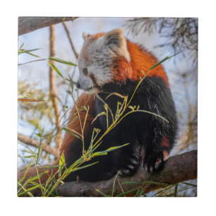 Azulejo De Cerâmica Panda vermelha