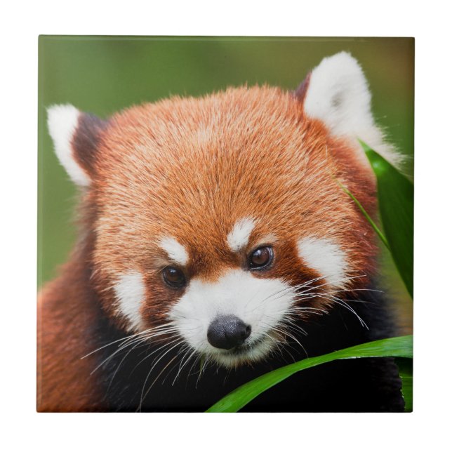 Azulejo De Cerâmica Panda Vermelho Fofo (Frente)