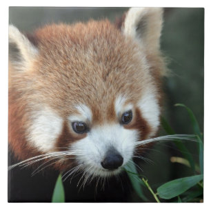 Azulejo De Cerâmica Panda Vermelho, Taronga Zoo, Sydney, Austrália