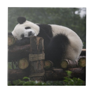 Azulejo De Cerâmica Pandas gigantes na Proteção do Panda Gigante