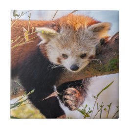 Azulejo De Cerâmica Pantaninha vermelha preguiçosa