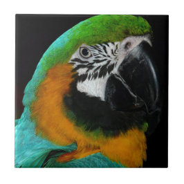 Azulejo De Cerâmica Papagaio
