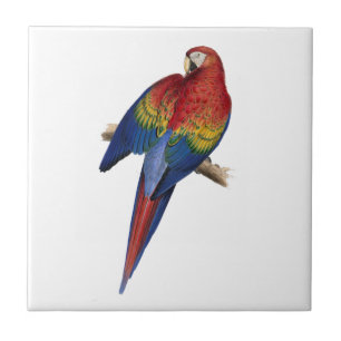 Azulejo De Cerâmica Papagaio azul amarelo vermelho do Macaw