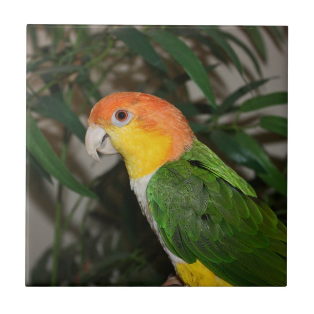 Azulejo De Cerâmica Papagaio Caique Branco com Árvore Bamboo (Frente)