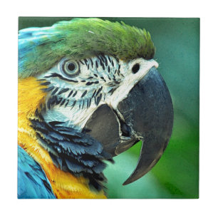 Azulejo De Cerâmica Papagaio colorido do macaw