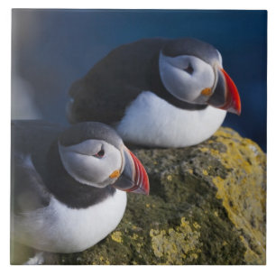 Azulejo De Cerâmica Papagaio-do-mar (Fratercula arctica) 7