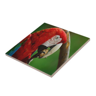 Azulejo De Cerâmica Papagaio Vermelho Tropical