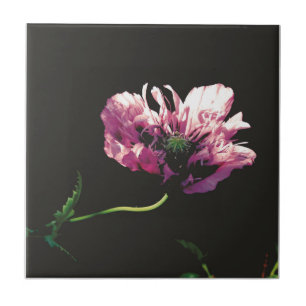 Azulejo De Cerâmica Papaver Sugarplum