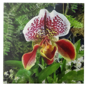 Azulejo De Cerâmica Paph Fiordland Sunset Orchid