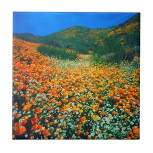 Azulejo De Cerâmica Papoulas da Califórnia e flores silvestres de pipo