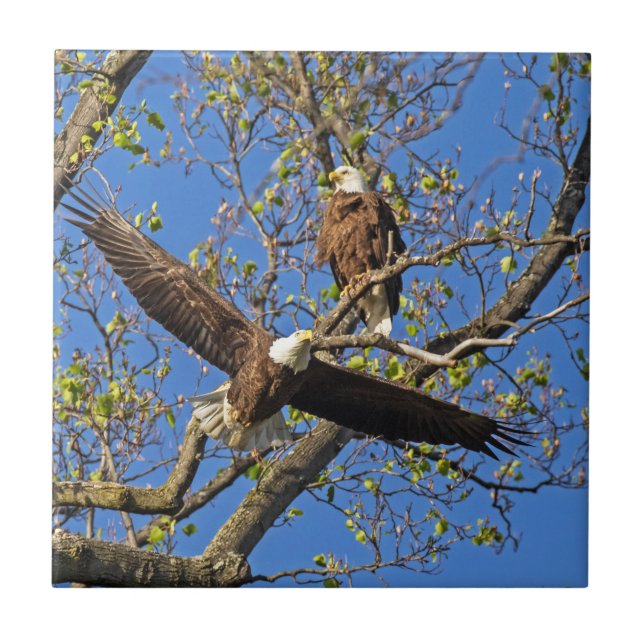 Azulejo De Cerâmica Par de águia (Frente)