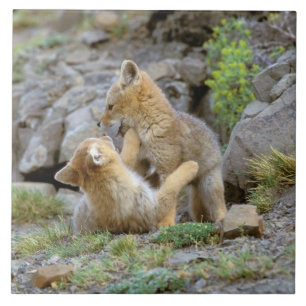 Azulejo De Cerâmica Par de Cinzas da América do Sul (Lycalopex griseus