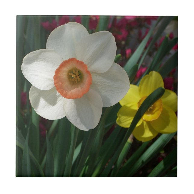 Azulejo De Cerâmica Par de Daffodils Flores Rosa e Amarelo (Frente)