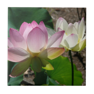 Azulejo De Cerâmica Par de Flores de Lotus I