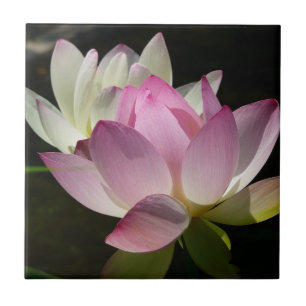 Azulejo De Cerâmica Par de Flores de Lotus II