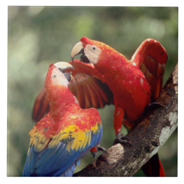 Azulejo De Cerâmica Par de Macaws Escarlate (Frente)