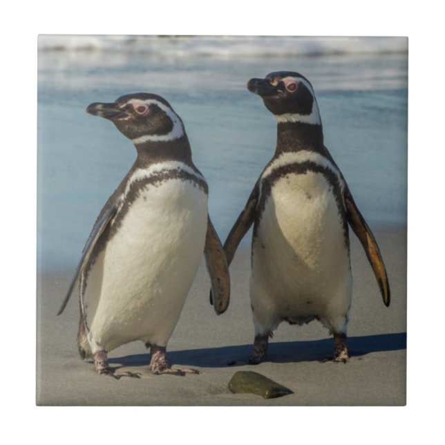 Azulejo De Cerâmica Par de pinguins na praia (Frente)