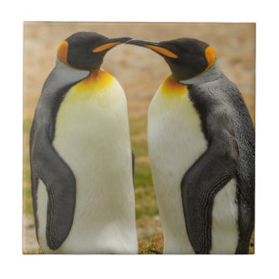 Azulejo De Cerâmica Par de pinguins-reis, Malvinas