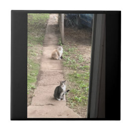 Azulejo de cerâmica para gatos