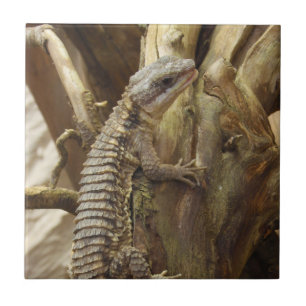 Azulejo De Cerâmica Para o leste lagarto cintado tropical