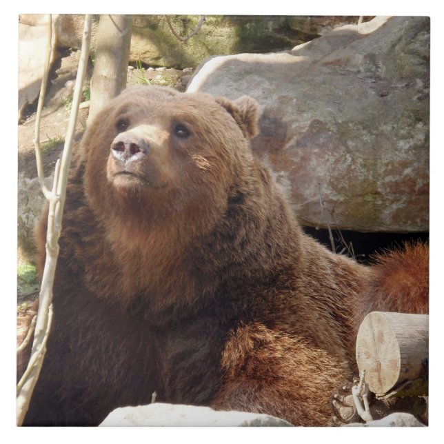 Azulejo de cerâmica para urso castanho (Frente)