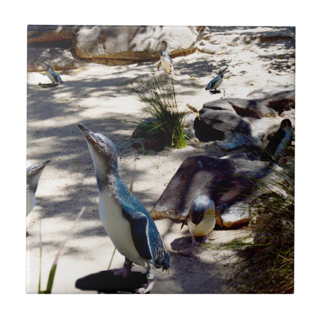 Azulejo De Cerâmica Paraíso Seguro: Pinguim Fada, (Frente)