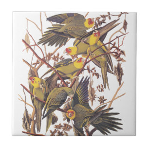 Azulejo De Cerâmica Parakeet de Carolina de Audubon