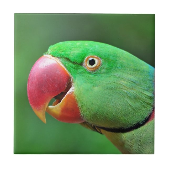 Azulejo De Cerâmica Parakeet do Alexandrine (Frente)
