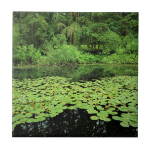 Azulejo De Cerâmica Parque Estadual do Rio Molalla, Canby, Oregon