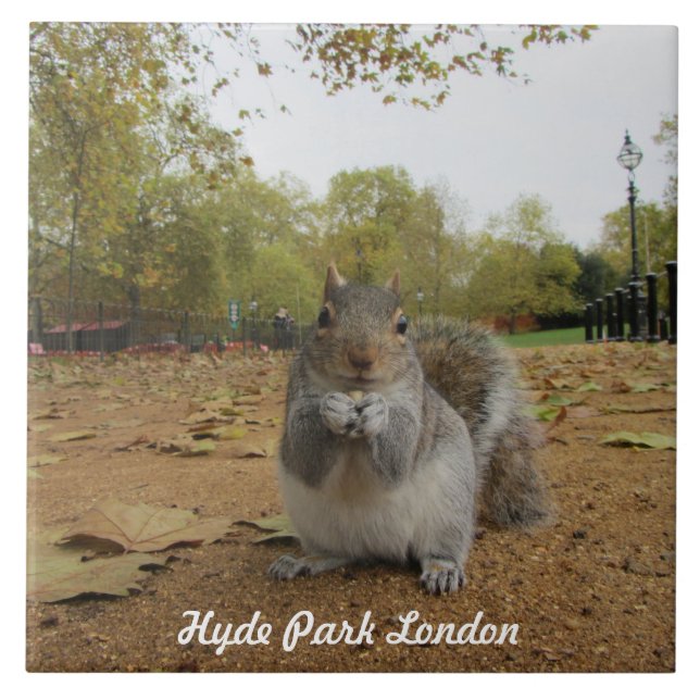 Azulejo De Cerâmica Parque Hyde Park, da cinza Squirrel. (Frente)