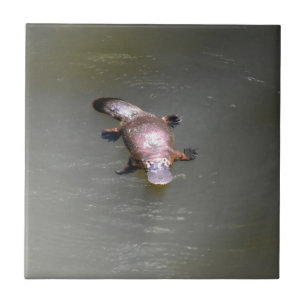 AZULEJO DE CERÂMICA  PARQUE NACIONAL AUSTRÁLIA DE PLATYPUS EUNGELLA
