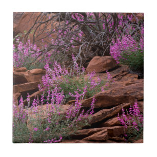 Azulejo De Cerâmica Parque Nacional Capitol Reef, Utah, EUA