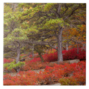 Azulejo De Cerâmica Parque Nacional de Acadia, Maine