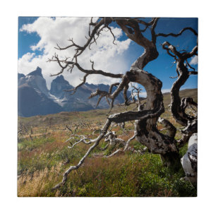 Azulejo De Cerâmica Parque Nacional Torres del Paine, árvores danifica