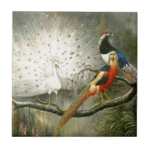 Partying branco bonito do faisão do casal do pavão