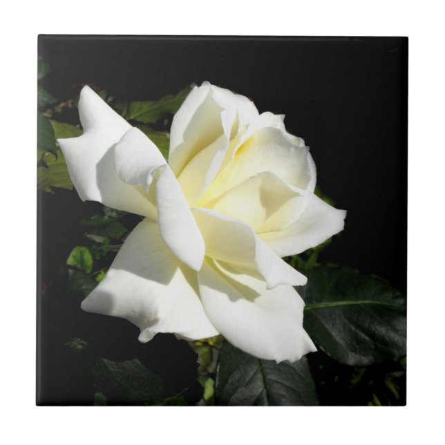 Azulejo De Cerâmica Pascali White Rose (Frente)