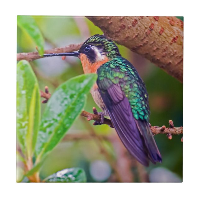 Azulejo De Cerâmica Pássaro da Costa Rica - Pássaro Hummingbird com ga (Frente)