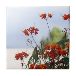 Azulejo De Cerâmica Pássaro de paraíso mexicano