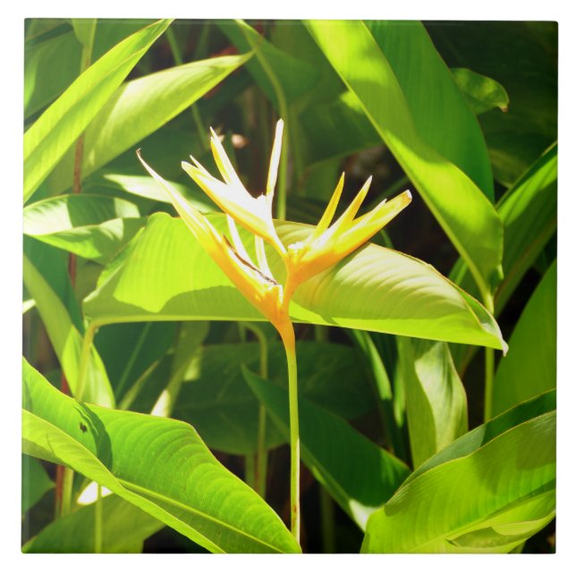 Azulejo De Cerâmica Pássaro do Paraíso (Frente)